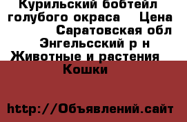 Курильский бобтейл  голубого окраса. › Цена ­ 3 000 - Саратовская обл., Энгельсский р-н Животные и растения » Кошки   
